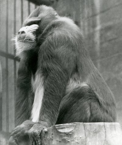 Le mandrill George assis sur une bûche dans son enclos, zoo de Londres, août 1923 - Frederick William Bond